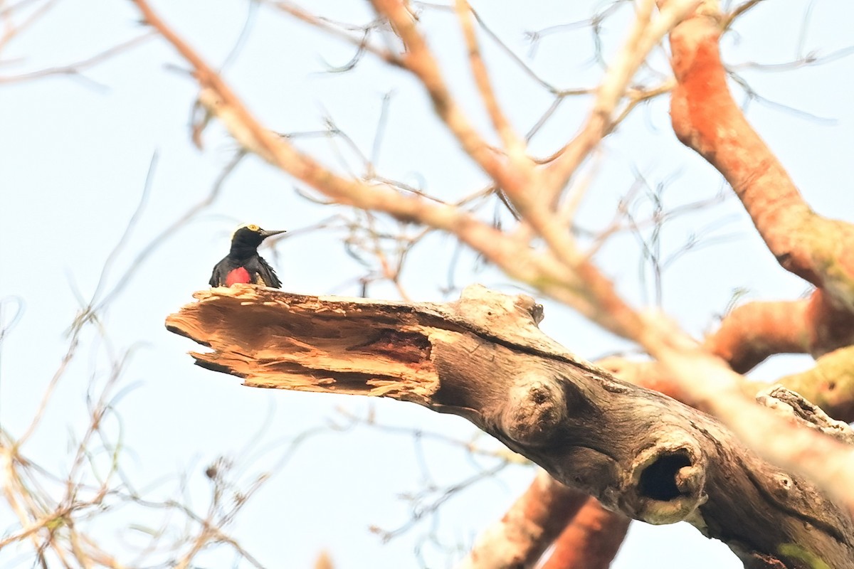 Yellow-tufted Woodpecker - ML625367823