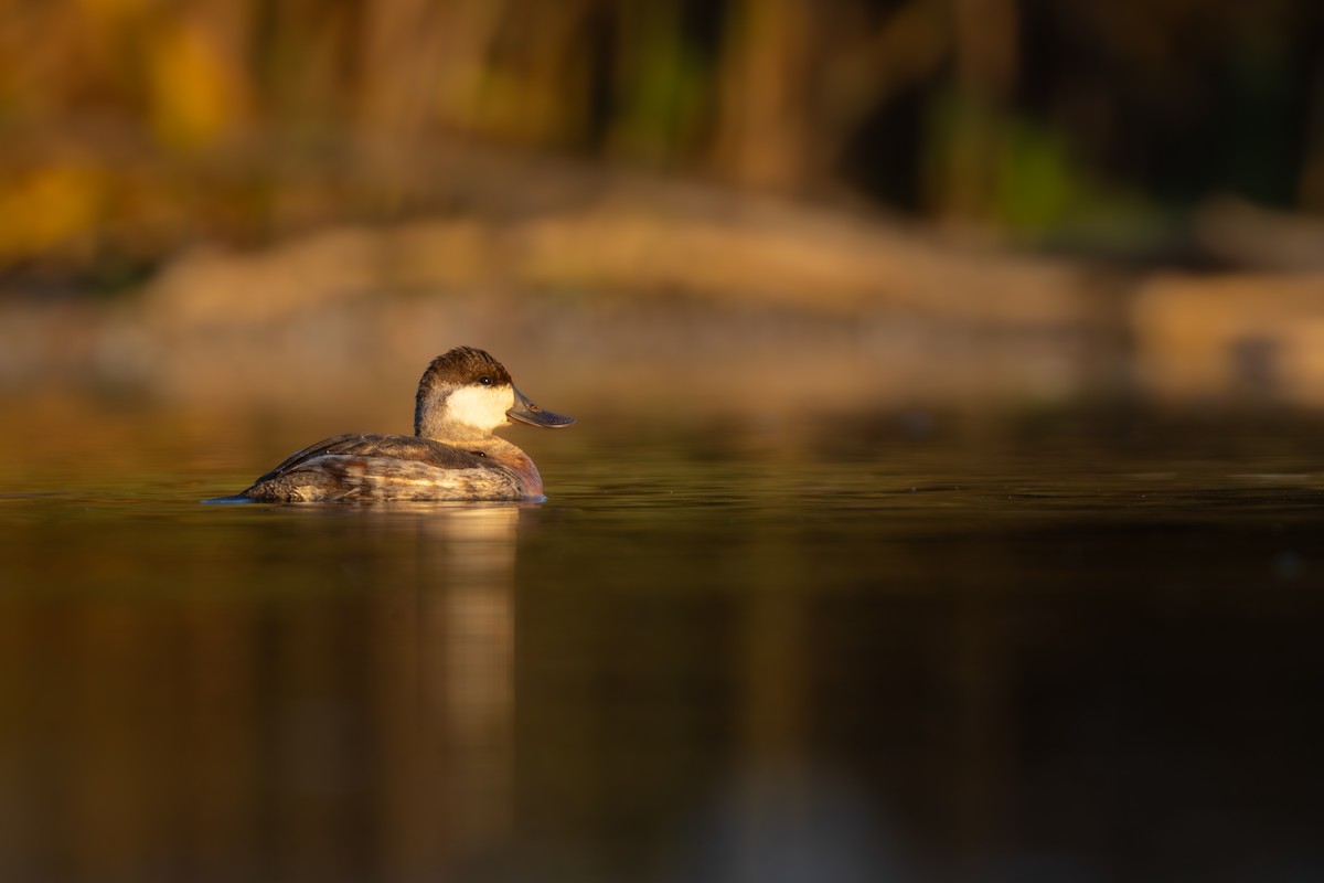 Ruddy Duck - ML625367888