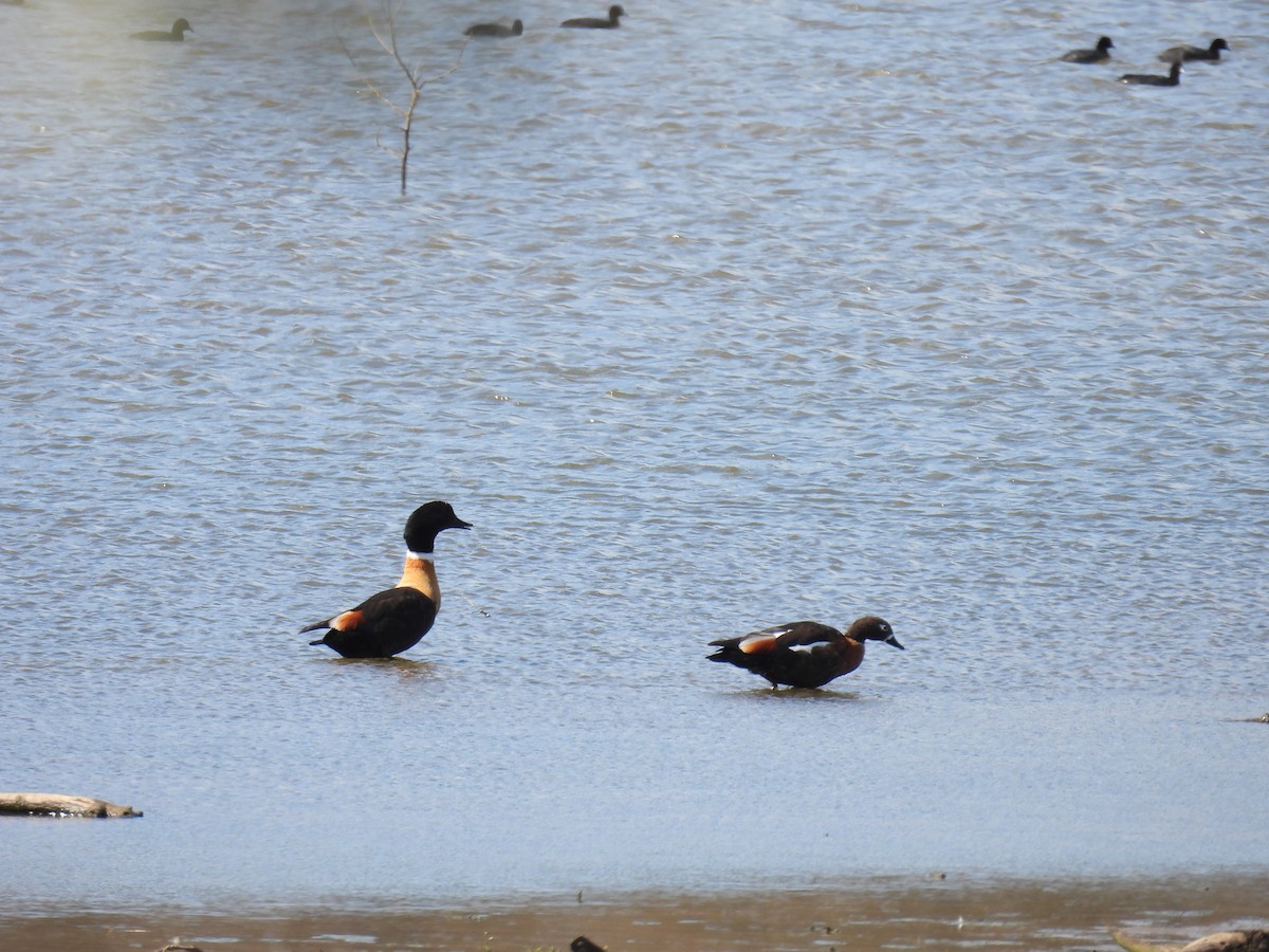 Australian Shelduck - ML625367907