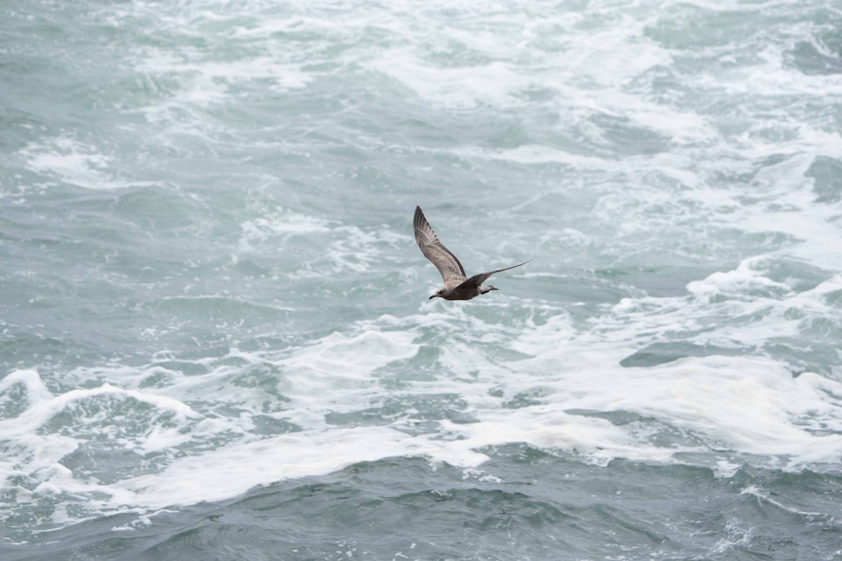 American Herring Gull - ML625367925