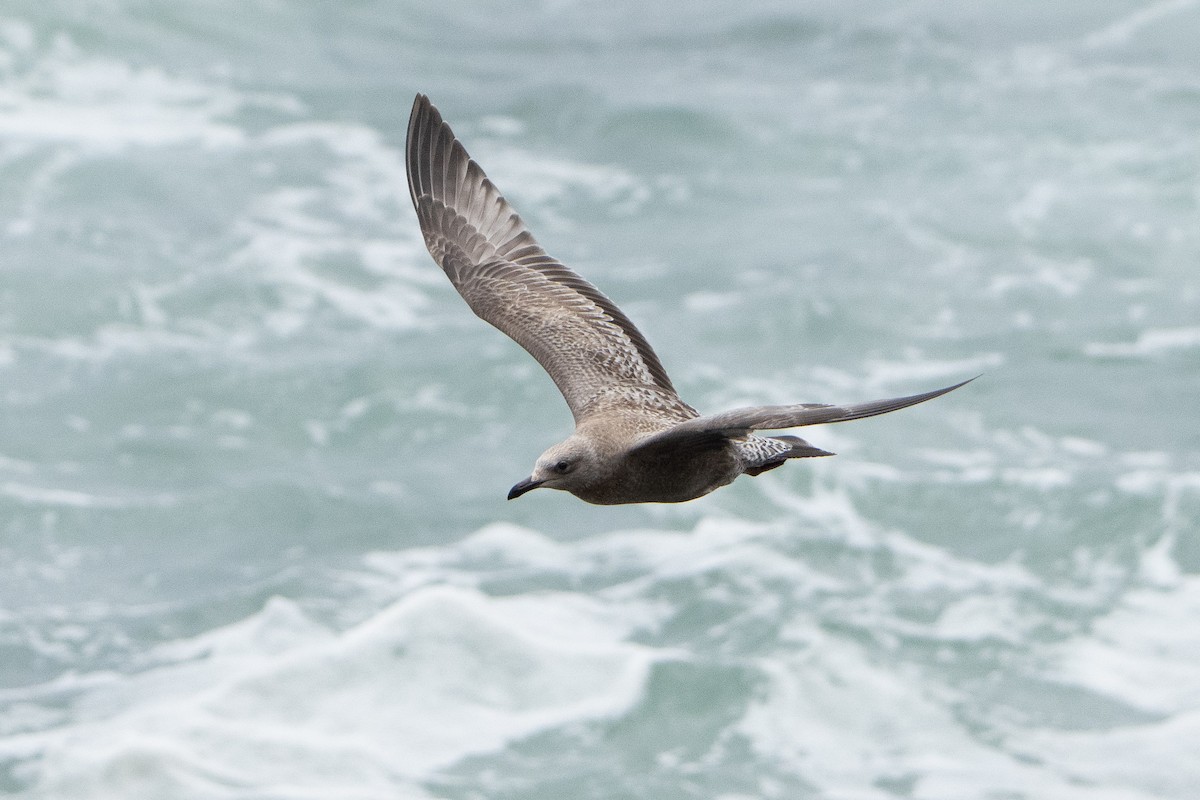 American Herring Gull - ML625367926