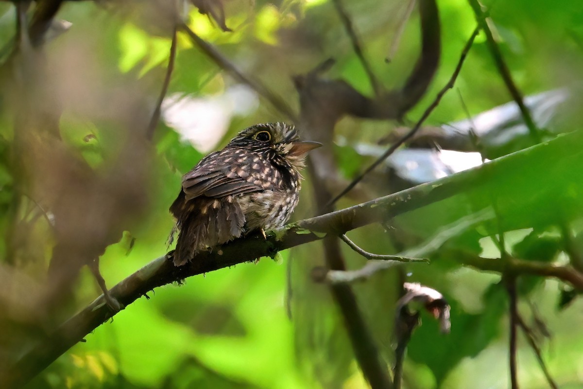 Semicollared Puffbird - ML625367927