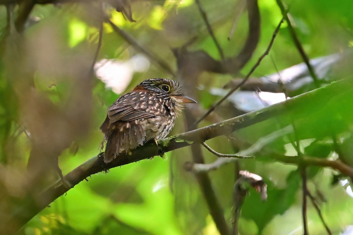 Semicollared Puffbird - ML625367928