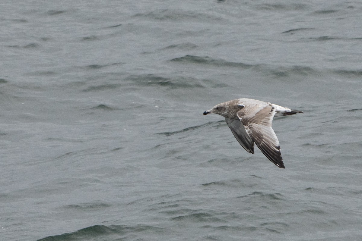 American Herring Gull - ML625367937