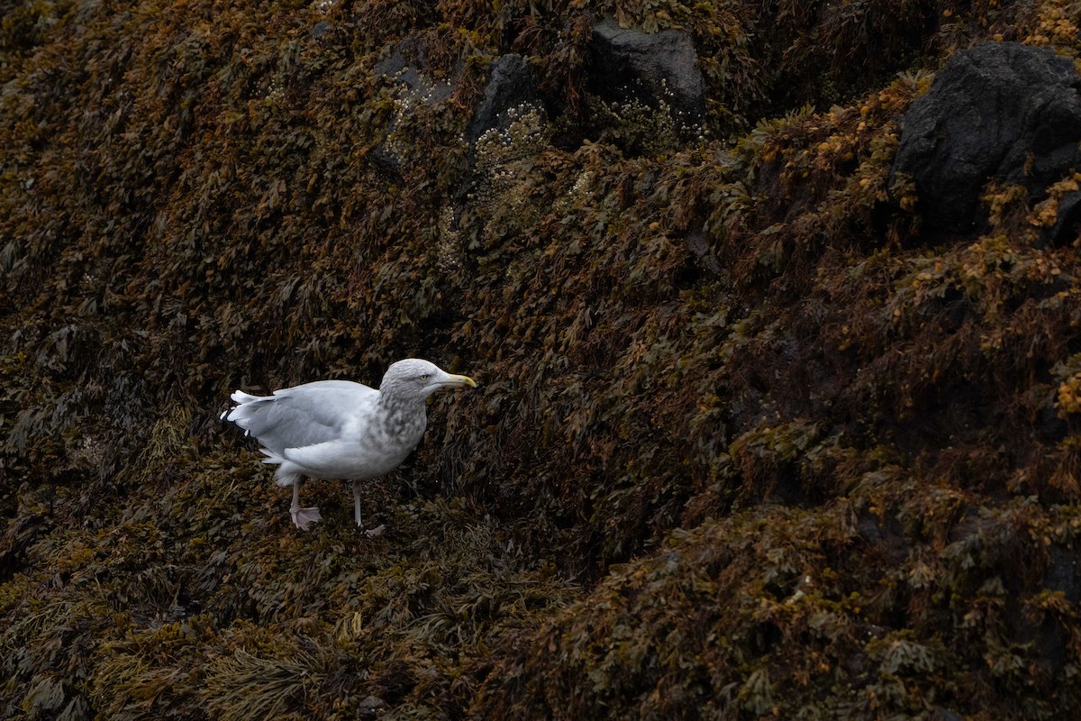 American Herring Gull - ML625367946