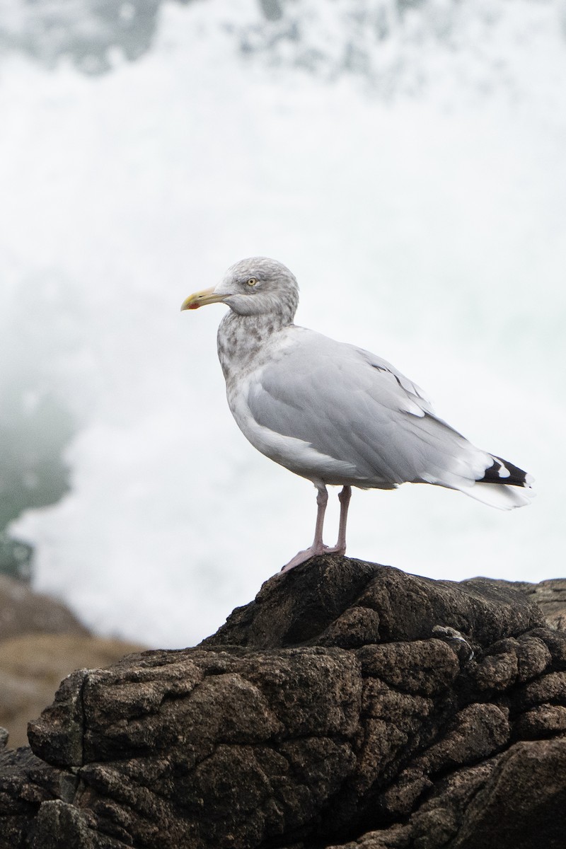 American Herring Gull - ML625367947