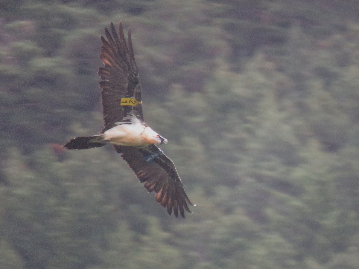 Bearded Vulture - ML625367951