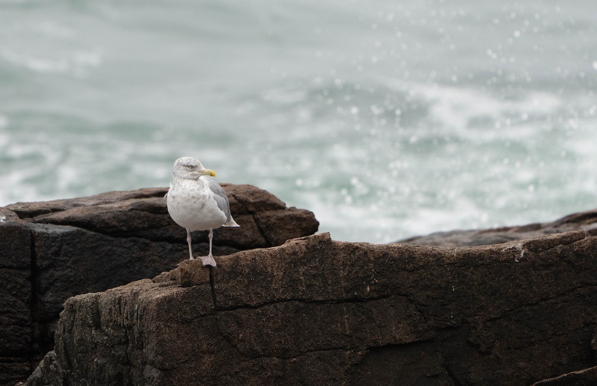 American Herring Gull - ML625367968