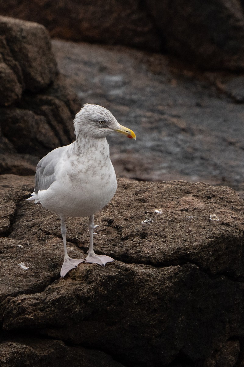American Herring Gull - ML625367969