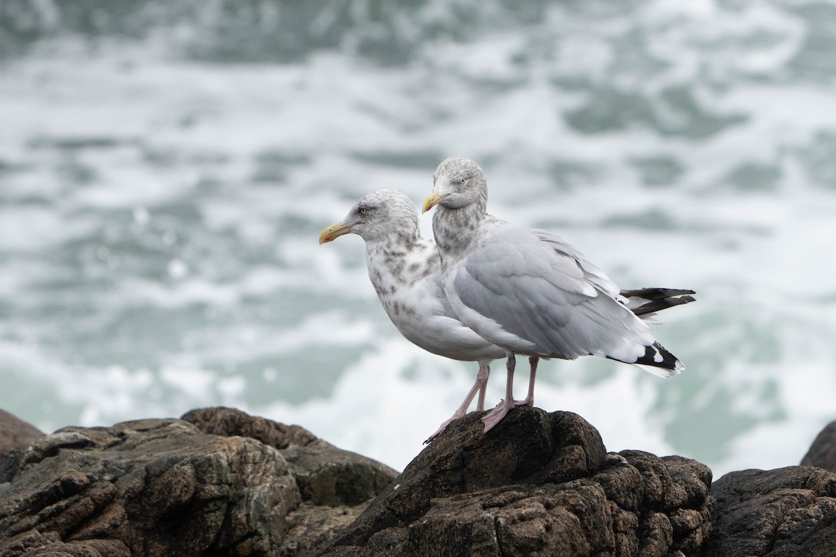 American Herring Gull - ML625367970