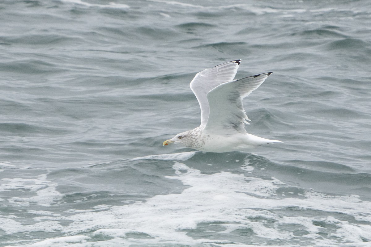 American Herring Gull - ML625367971