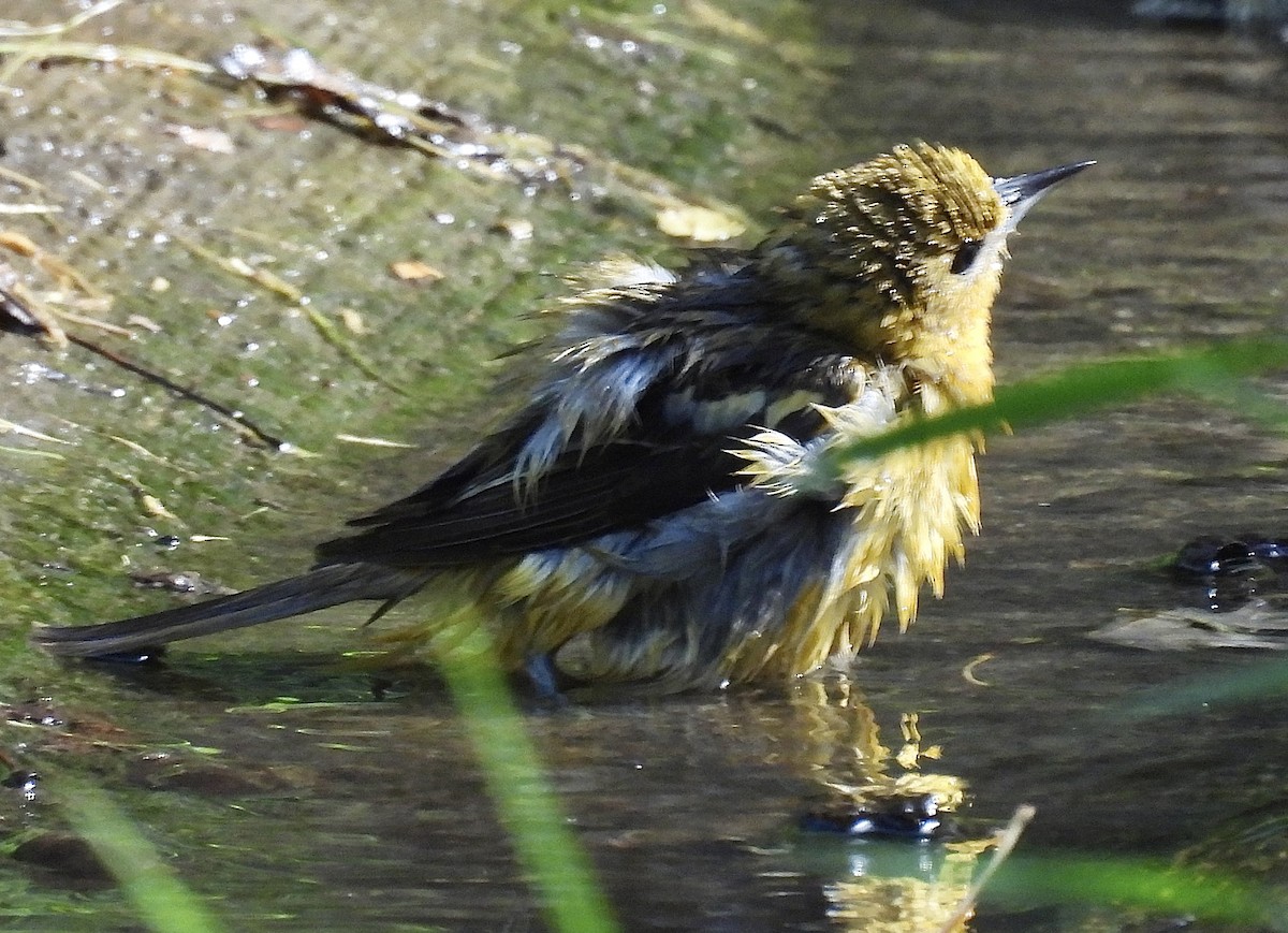 Baltimore Oriole - ML625367990