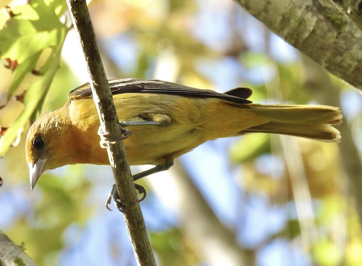 Baltimore Oriole - ML625367993