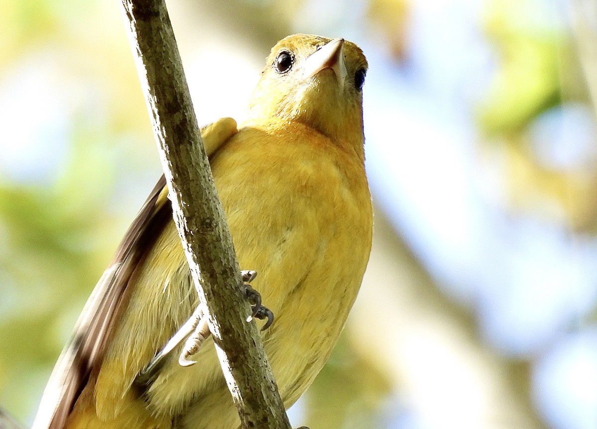 Baltimore Oriole - ML625367997