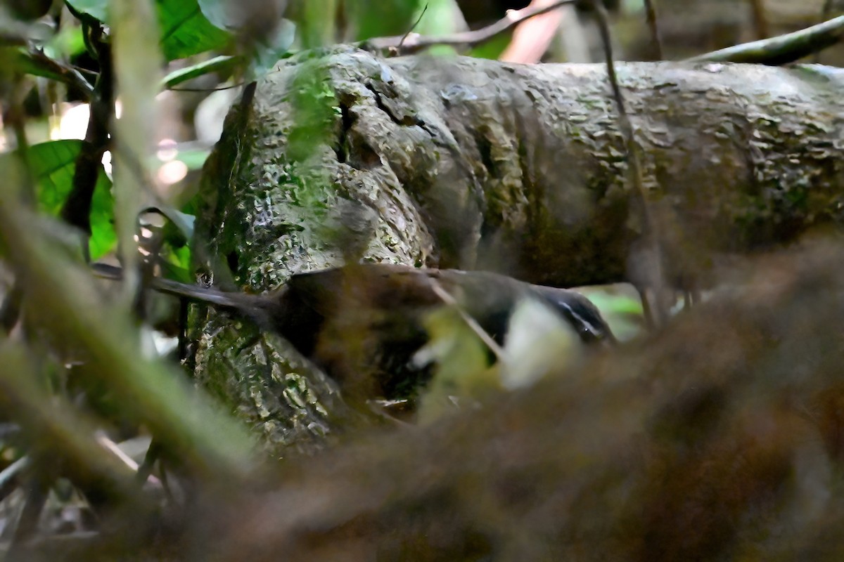 Rusty-belted Tapaculo - ML625368100