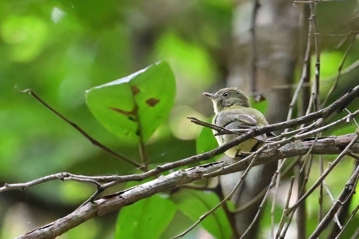 Dwarf Tyrant-Manakin - ML625368155