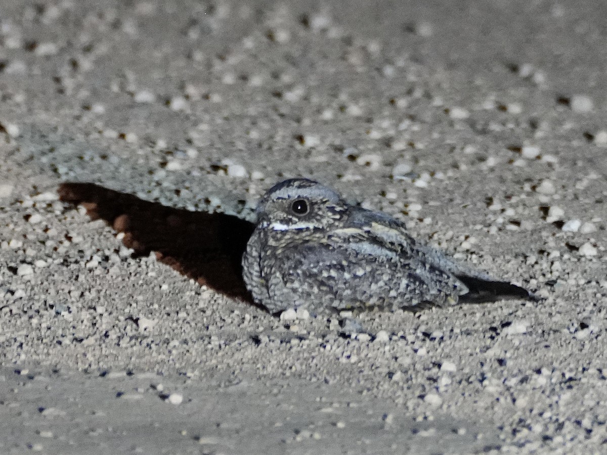 Spotted Nightjar - ML625368315