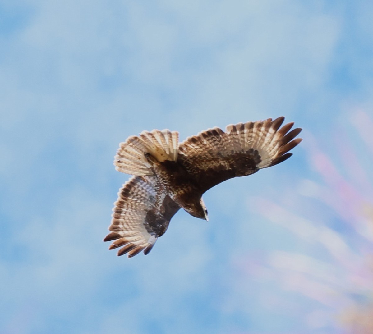 Common Buzzard (Canary Is.) - ML625368426