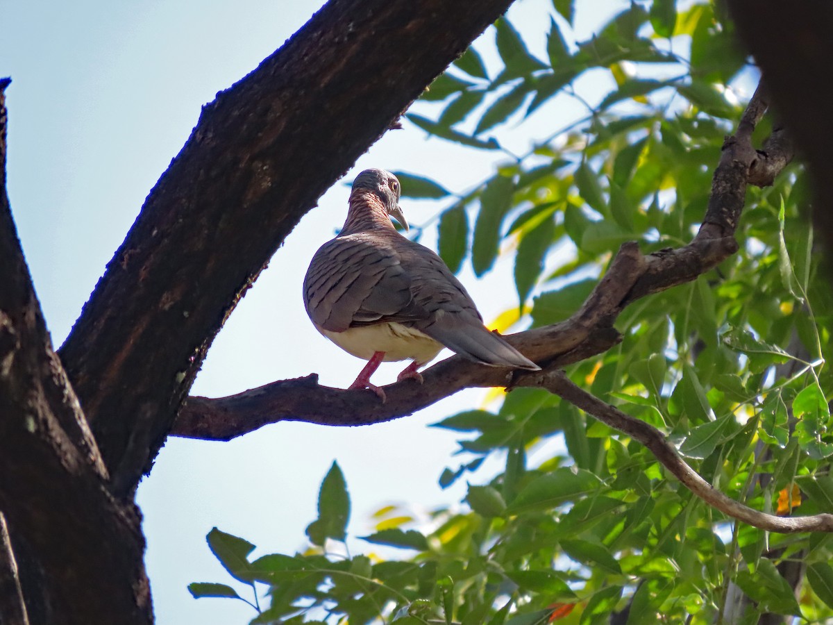 Bar-shouldered Dove - ML625368517