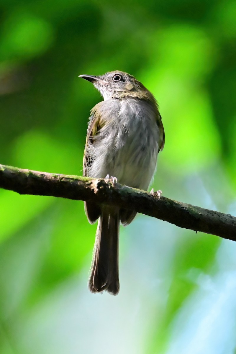 White-bellied Tody-Tyrant - ML625368560