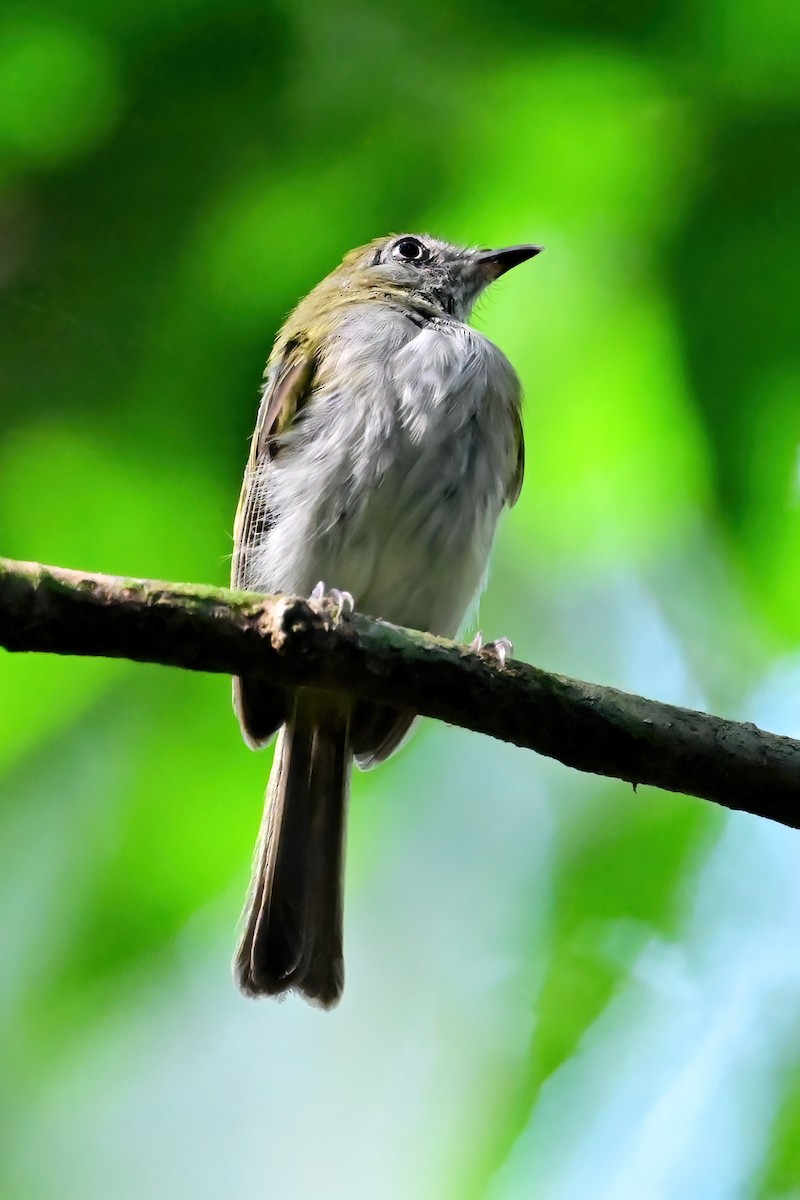 White-bellied Tody-Tyrant - ML625368565