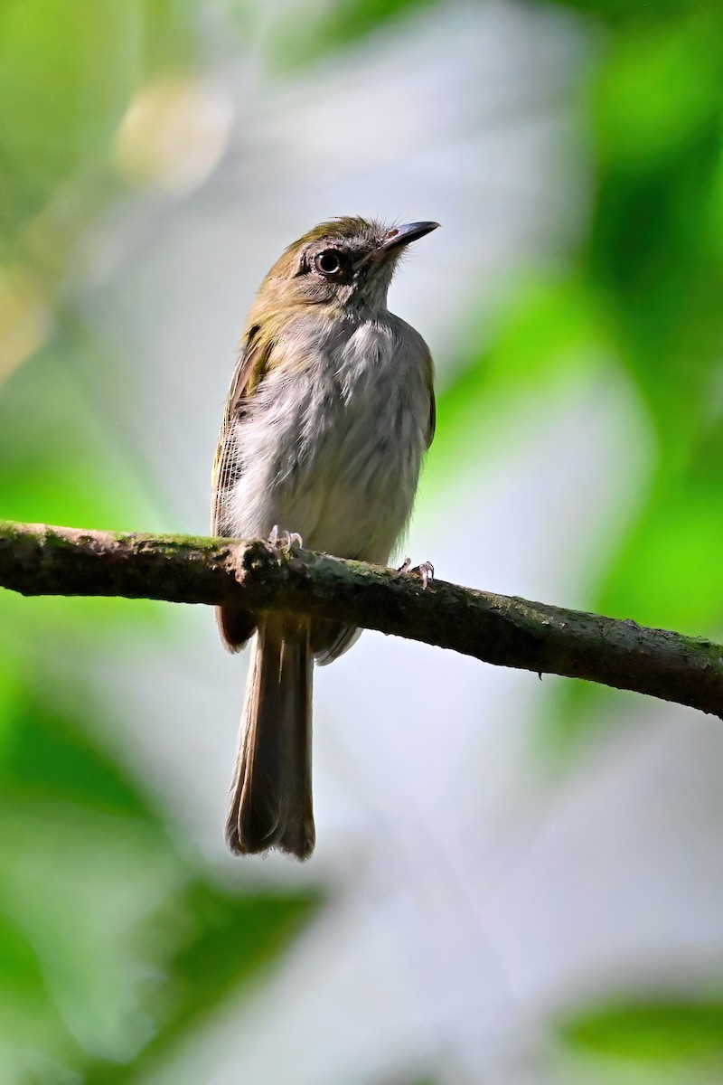 White-bellied Tody-Tyrant - ML625368585