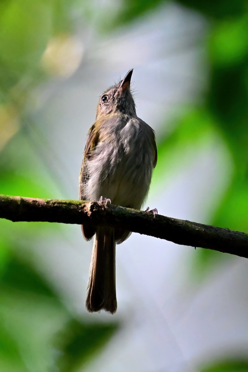 White-bellied Tody-Tyrant - ML625368591