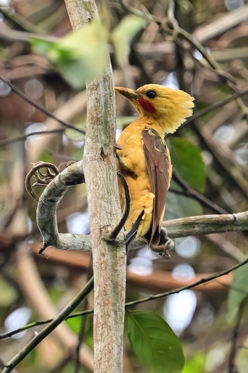 Cream-colored Woodpecker - ML625368598