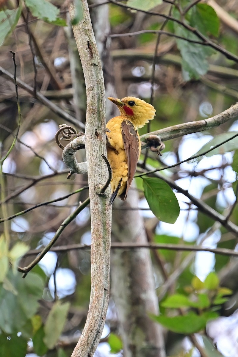 Cream-colored Woodpecker - ML625368599