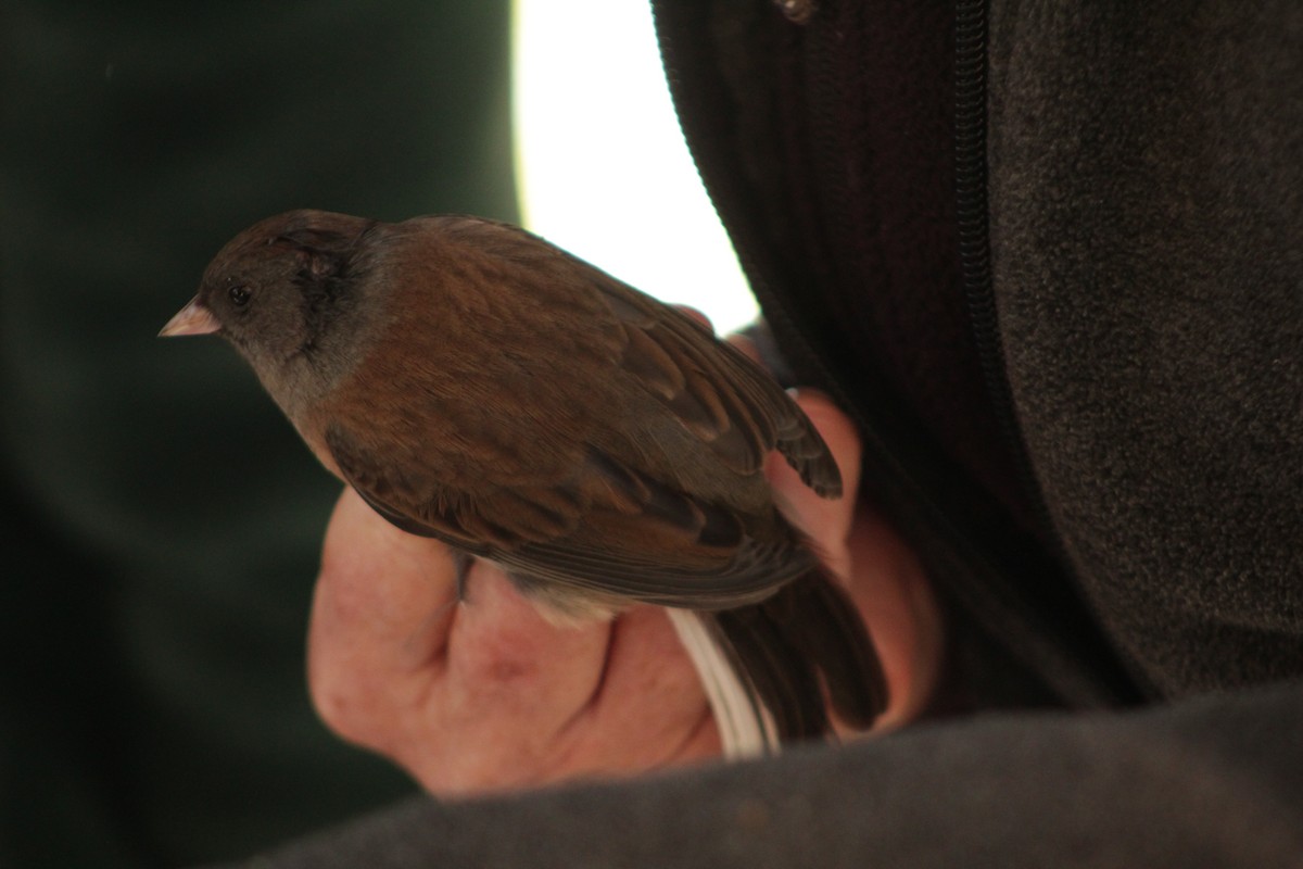 Юнко сірий [група oreganus] - ML625368742