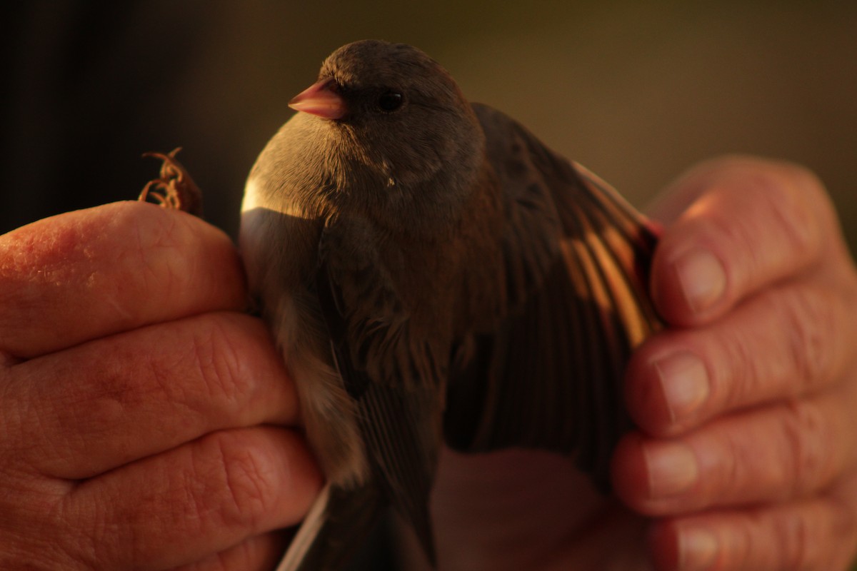 Юнко сірий [група oreganus] - ML625368743