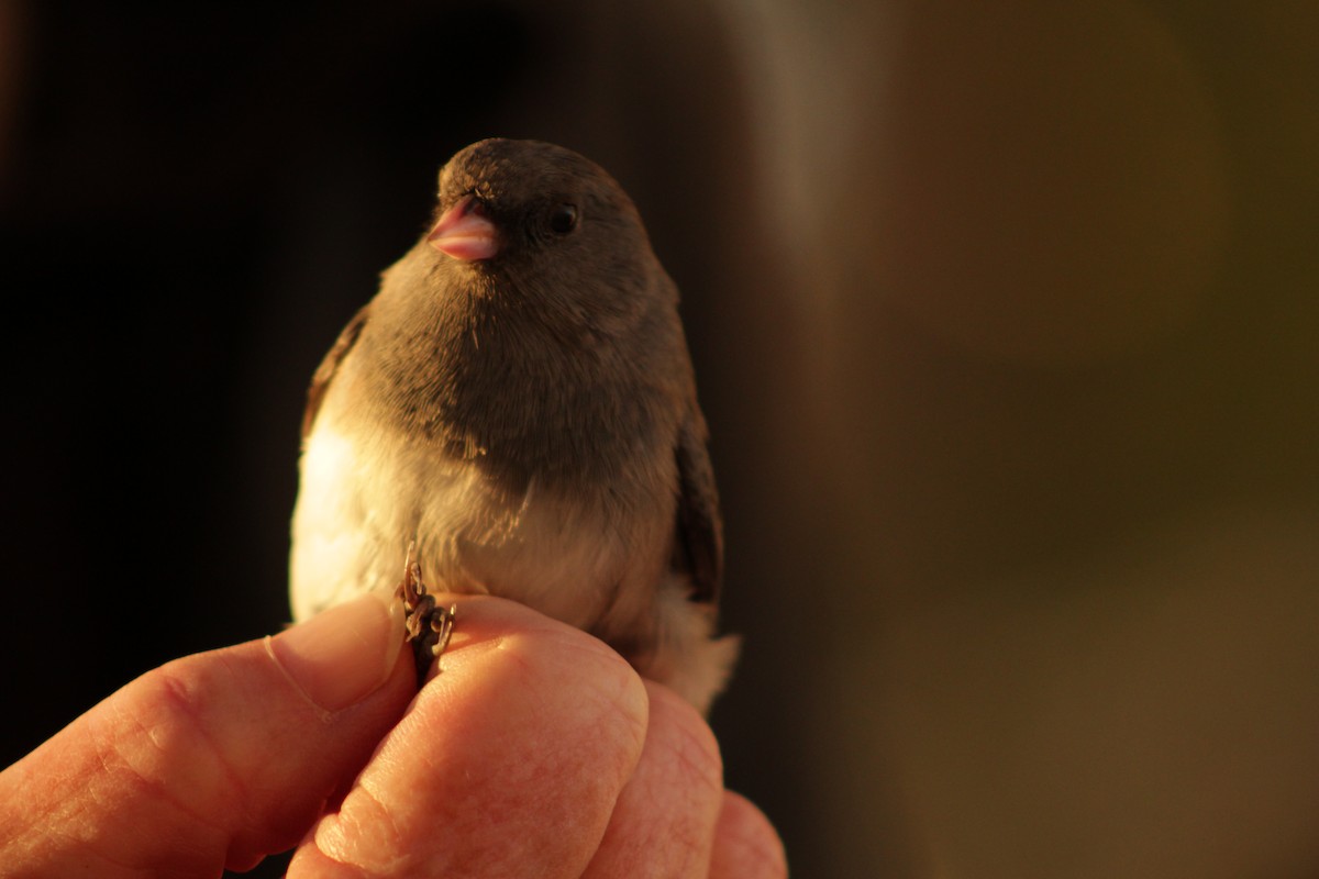 Юнко сірий [група oreganus] - ML625368744