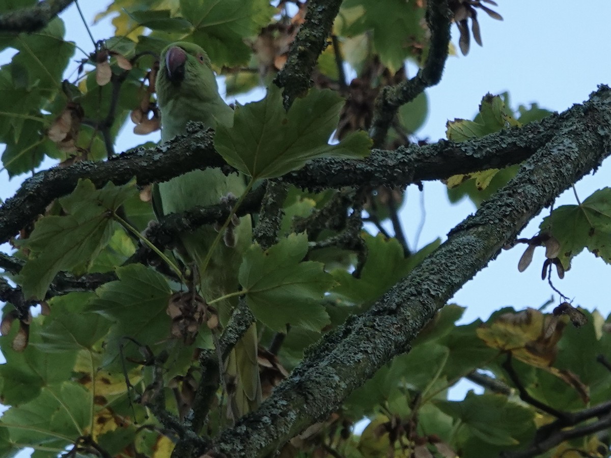 Rose-ringed Parakeet - ML625368856