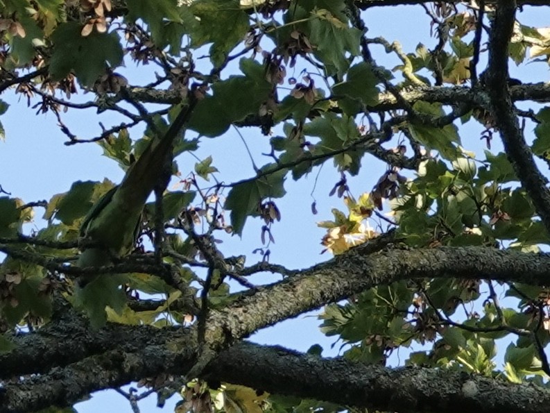 Rose-ringed Parakeet - ML625368857
