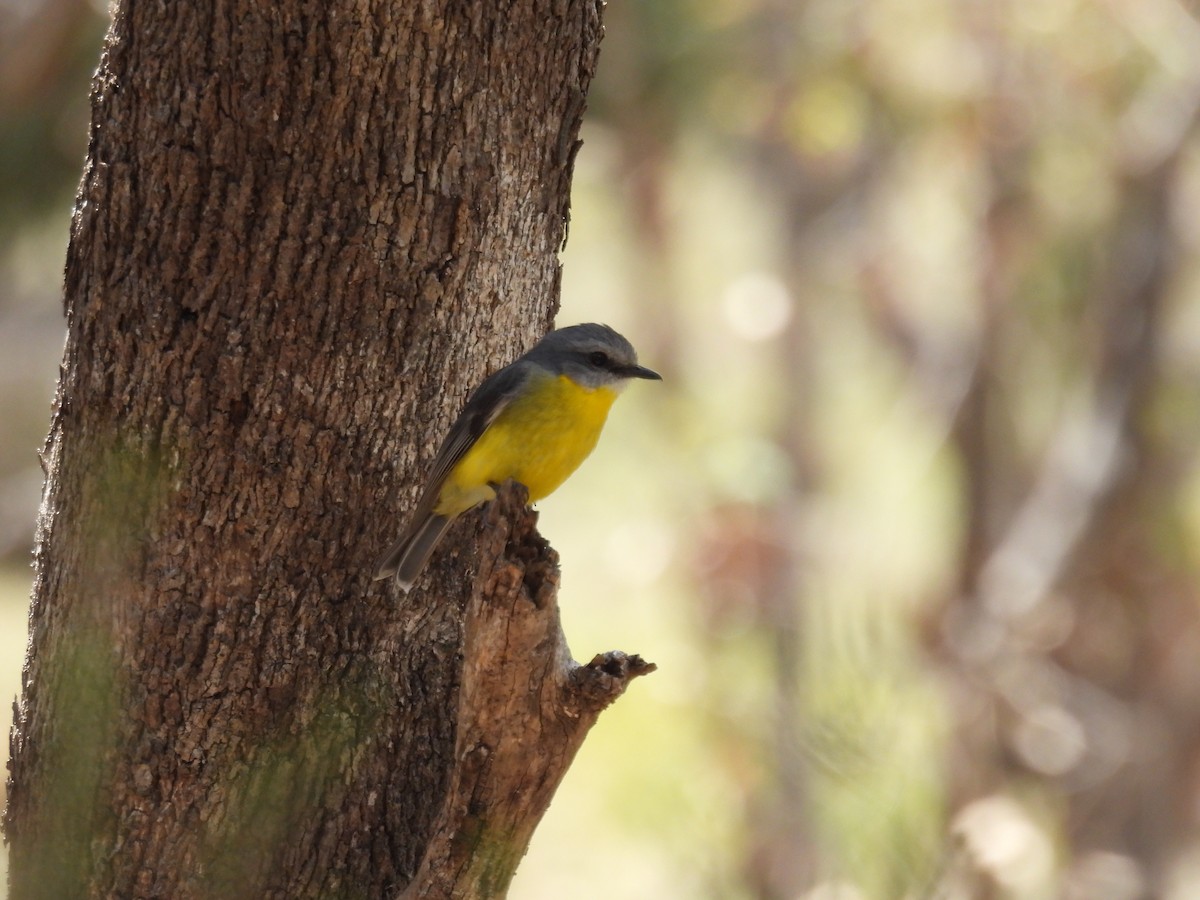 Eastern Yellow Robin - ML625368920