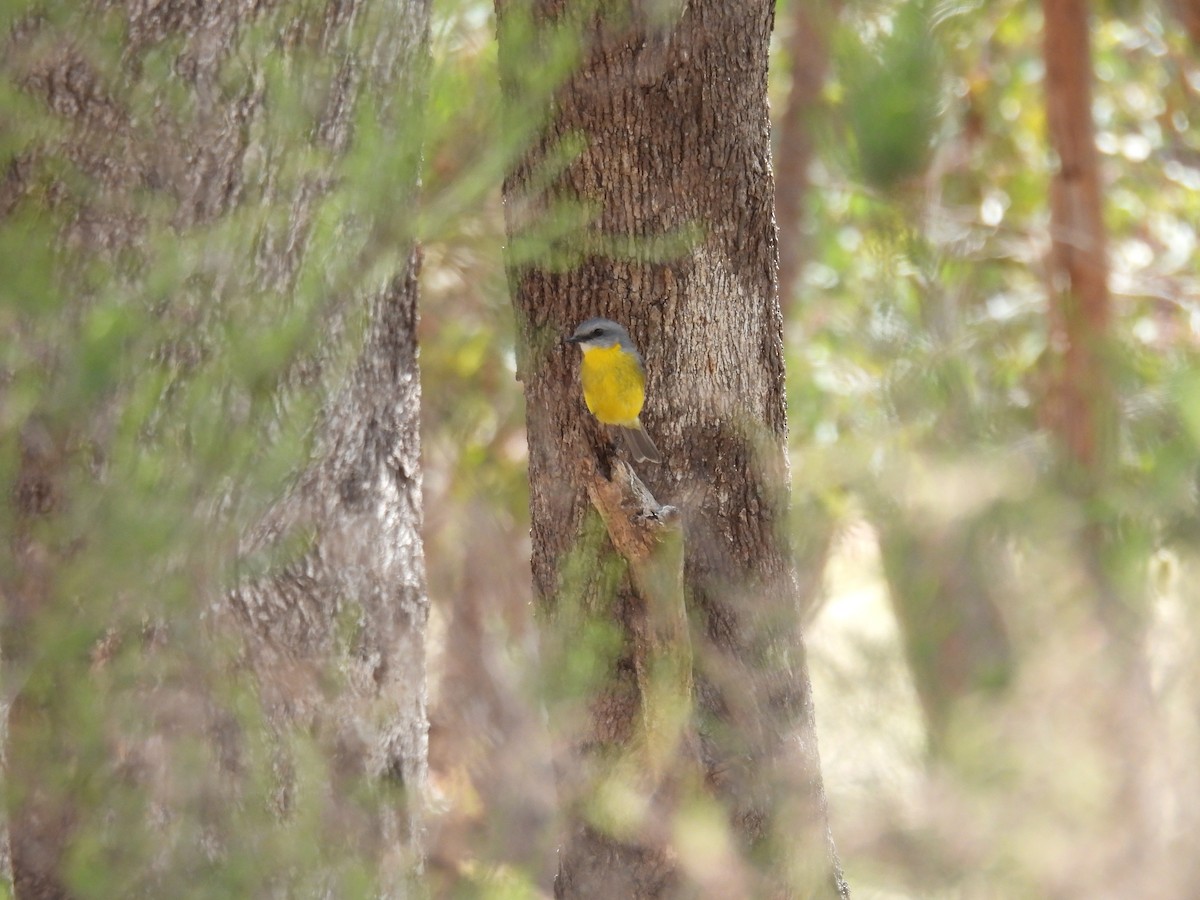 Eastern Yellow Robin - ML625368921