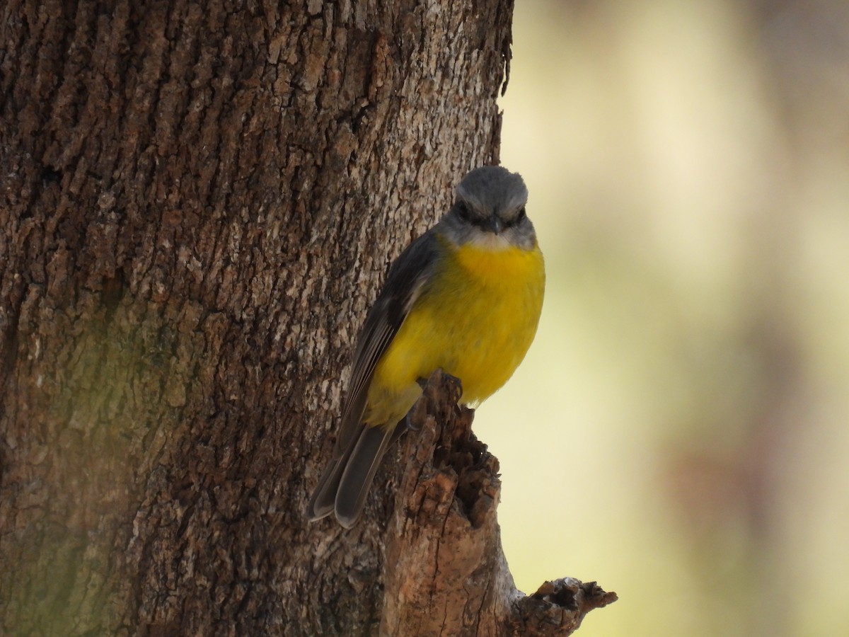 Eastern Yellow Robin - ML625368922