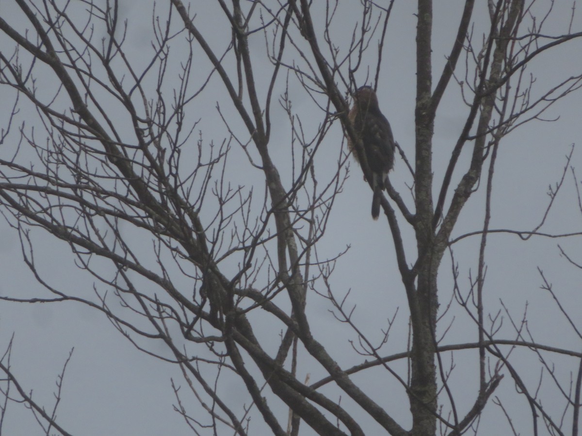 Cooper's Hawk - ML625368924