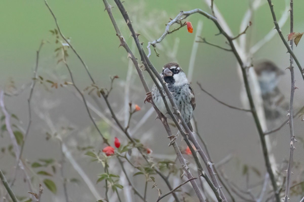 Spanish Sparrow - ML625368990