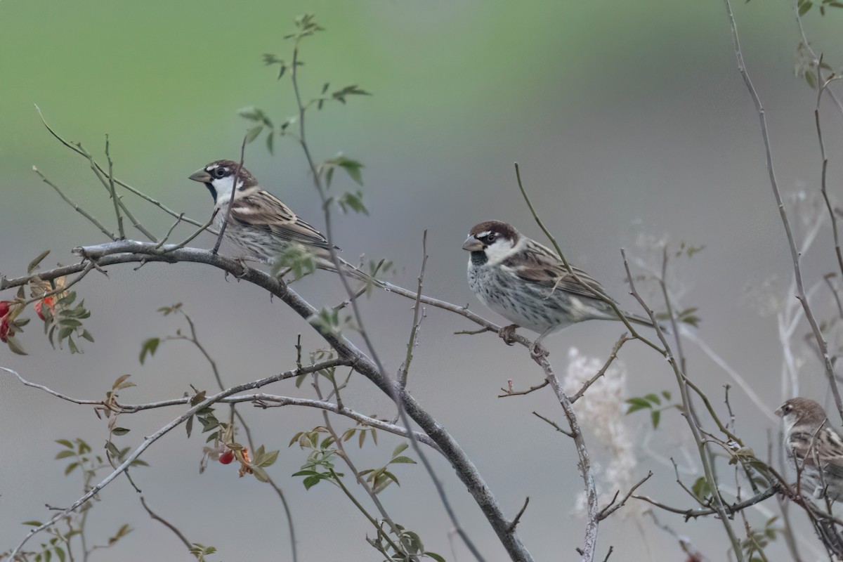 Spanish Sparrow - ML625368991