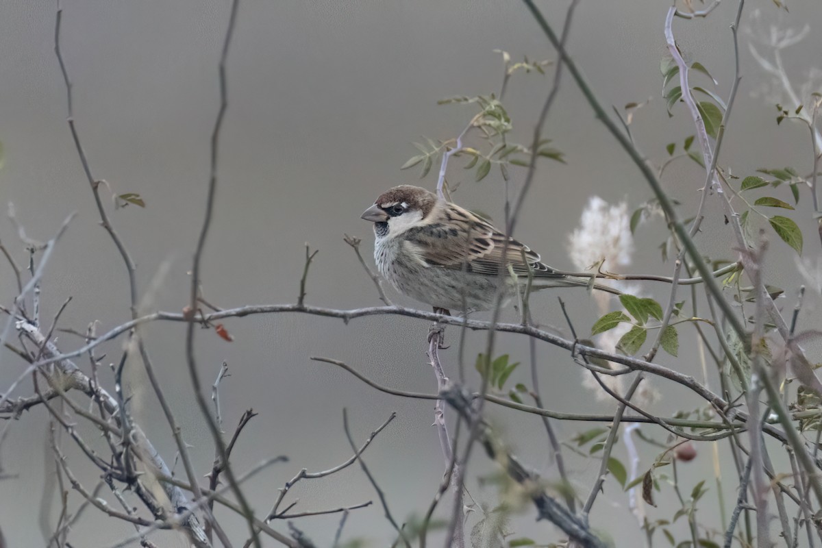 Spanish Sparrow - ML625368992