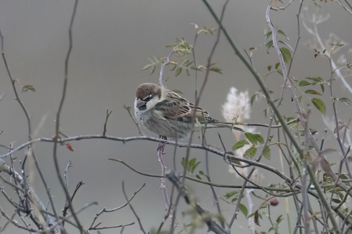 Spanish Sparrow - ML625368993