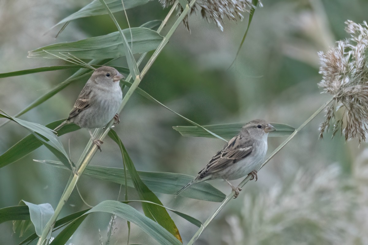 Spanish Sparrow - ML625368994