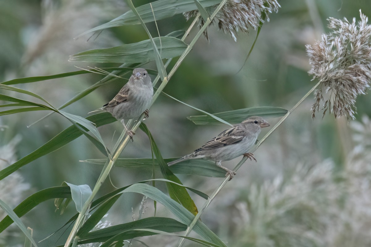 Spanish Sparrow - ML625369002