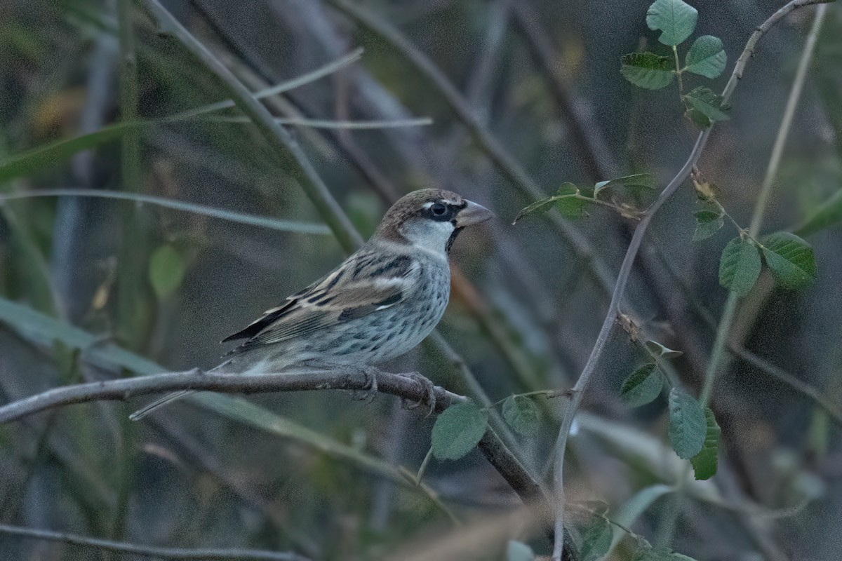 Spanish Sparrow - ML625369003