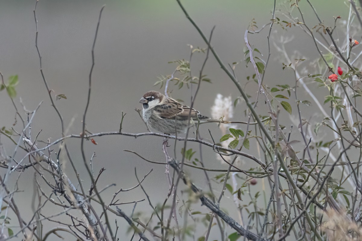 Spanish Sparrow - ML625369004