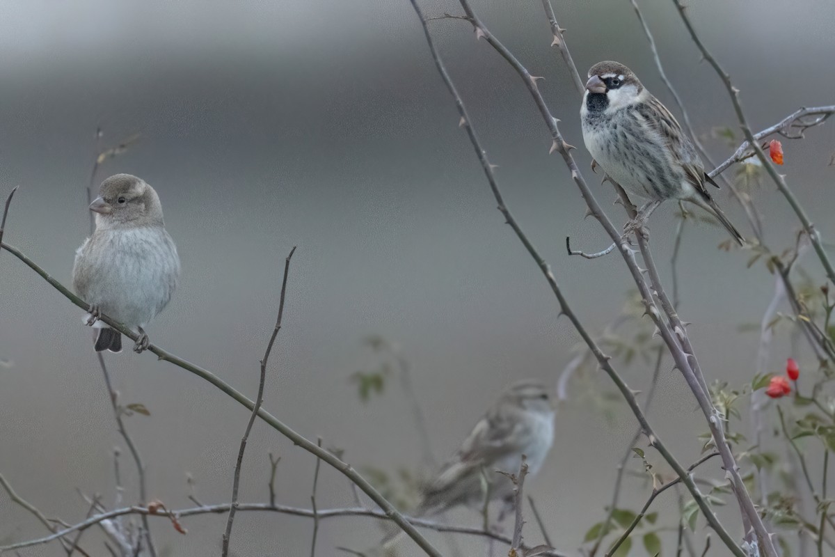 Spanish Sparrow - ML625369005
