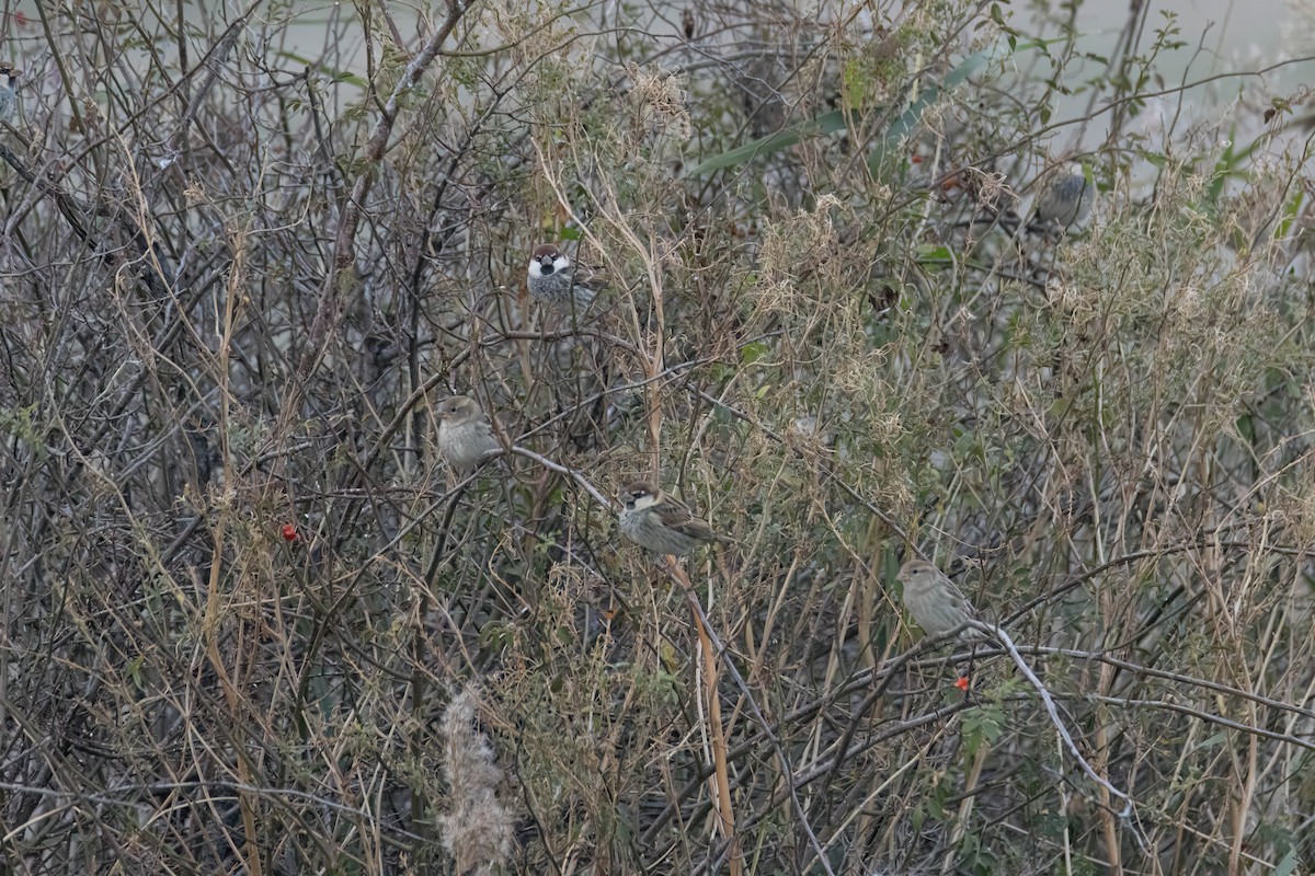 Spanish Sparrow - ML625369008