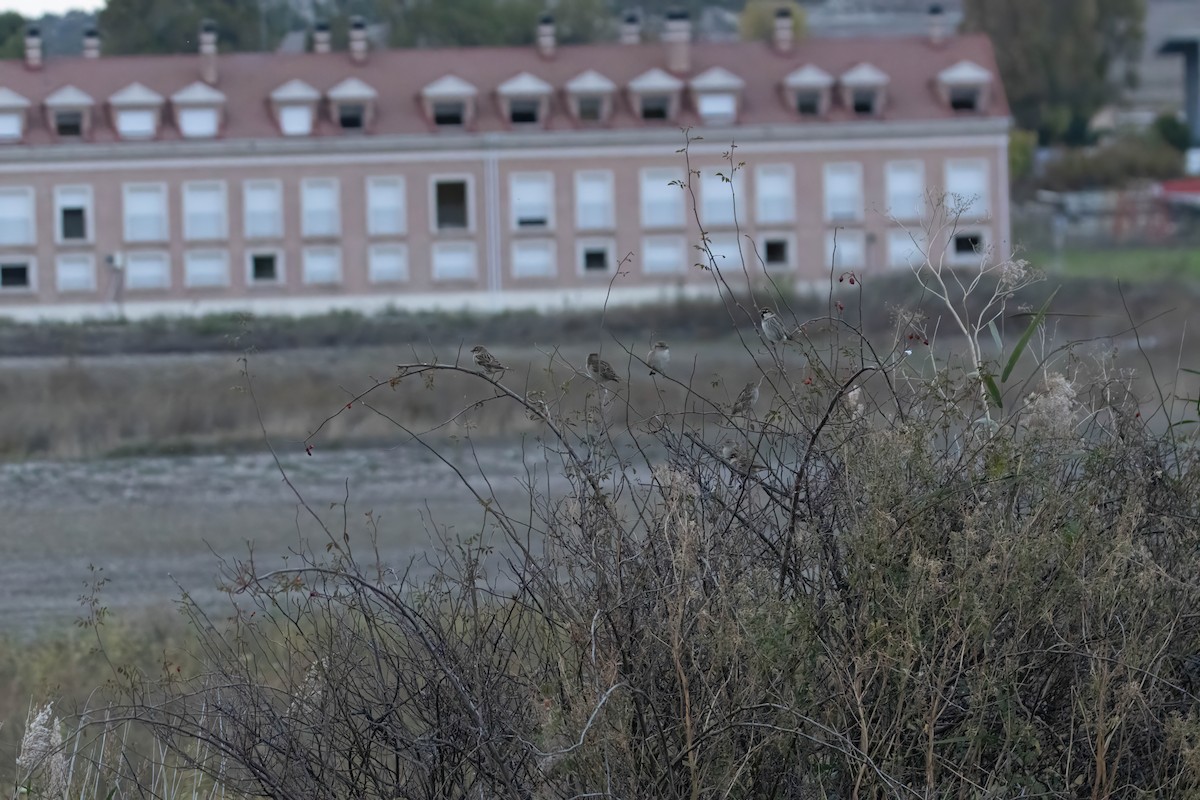 Spanish Sparrow - ML625369009