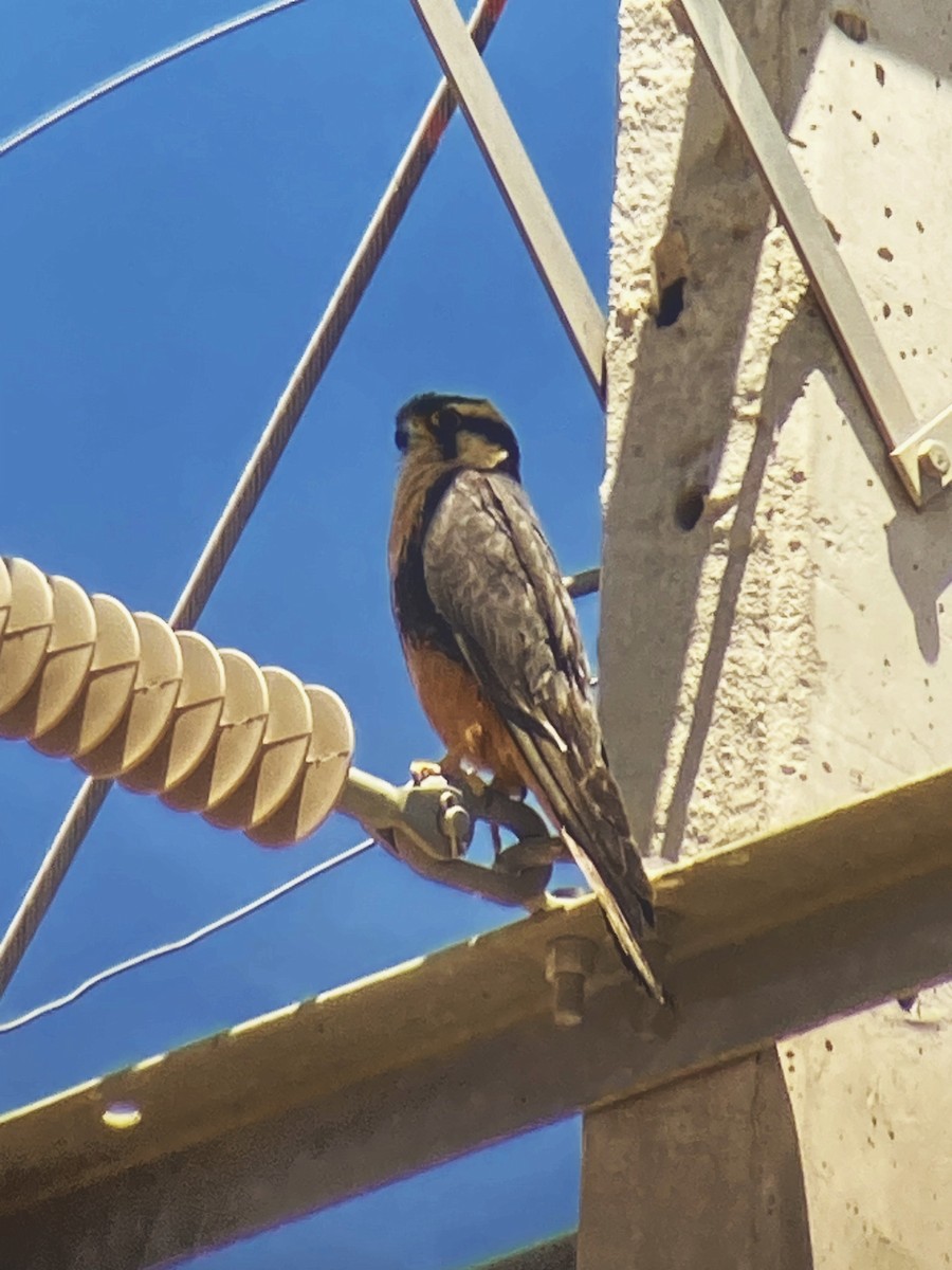 Aplomado Falcon - ML625369046